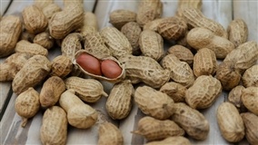 Exportações de amendoim batem recorde em 2025