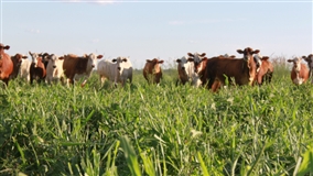 Pecuária de baixo carbono ganha espaço na COP30