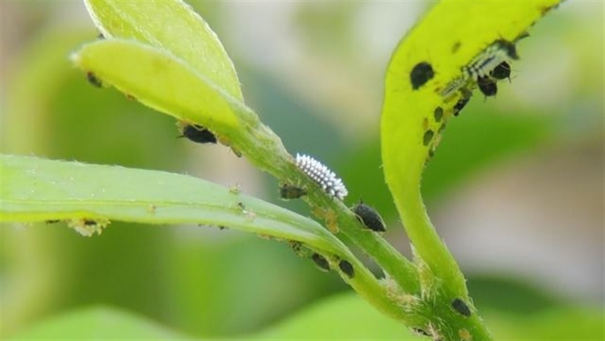 Brasilien und Deutschland diskutieren über die Bioökonomie