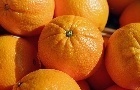CITROS: Chuvas beneficiam pomares