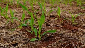 Sustentabilidade agrícola