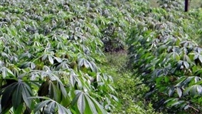 Colheita da cultura da mandioca