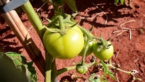Dia de campo sobre plantio direto de tomate