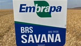 Trigo BRS Savana é destaque na TecnoShow Comigo