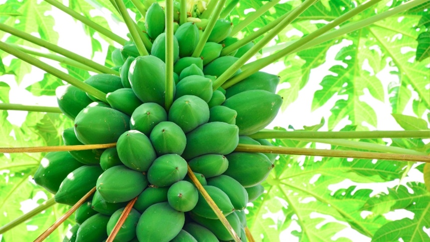 Outro diferencial das mudas Topgene é a padronização no espaçamento entre plantas, o que facilita o manejo mecanizado