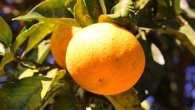 Manejo nutricional reflete em qualidade do suco