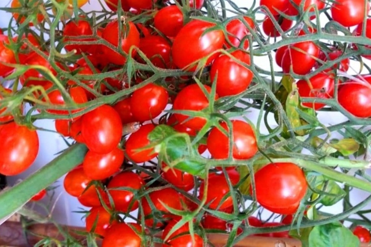 トマト5さま専用 Japão lança o primeiro tomate com edição genética do mercado