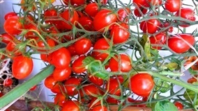 Japão lança o primeiro tomate com edição genética do mercado