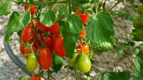 Transplantio do tomate em Goiás tem novo calendário