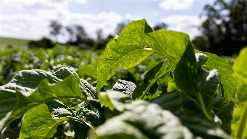 Seminário regional coloca trabalhadores no centro do debate sobre o futuro do tabaco