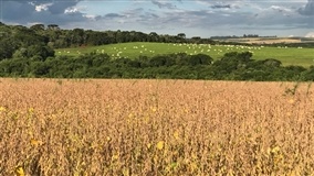 Expectativas sobre regulamentação do mercado de carbono