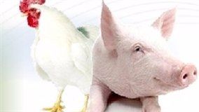 ABPA comemora novas habilitações de frigoríficos de aves e suínos
