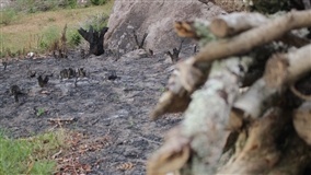 Uso de drones revoluciona o combate a incêndios