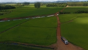 SC: estudo mapeia produção de arroz