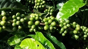 Abortamento de frutinhos de café pelo efeito dreno