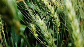Bangladesh pode procurar trigo na Ucrânia