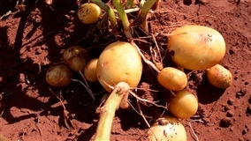 Corteva Agriscience promove “A Hora da Batata”