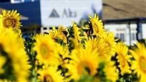 Alta suspende visitas ao campo de girassóis na quarentena