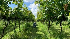 Emater Goiás foca em inovação e turismo rural na Tecnoshow
