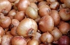 Queda de qualidade da cebola limita escoamento na Ceagesp