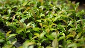 Restauração florestal