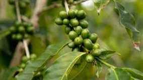 Características do cafeeiro