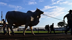 ExpoZebu tem Zebu Connect Day e julgamentos nesta segunda