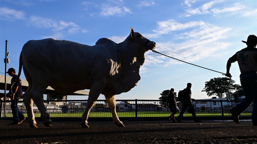 ExpoZebu tem Zebu Connect Day e julgamentos nesta segunda