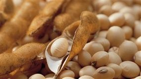 Embrapa lança edital Soja Open Innovation para startups durante Agrobit