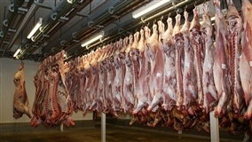 Exportações de carne suína continuam firmes