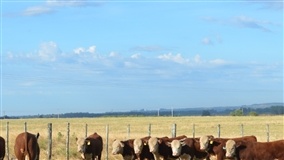 Prova de Avaliação a Campo Hereford e Braford