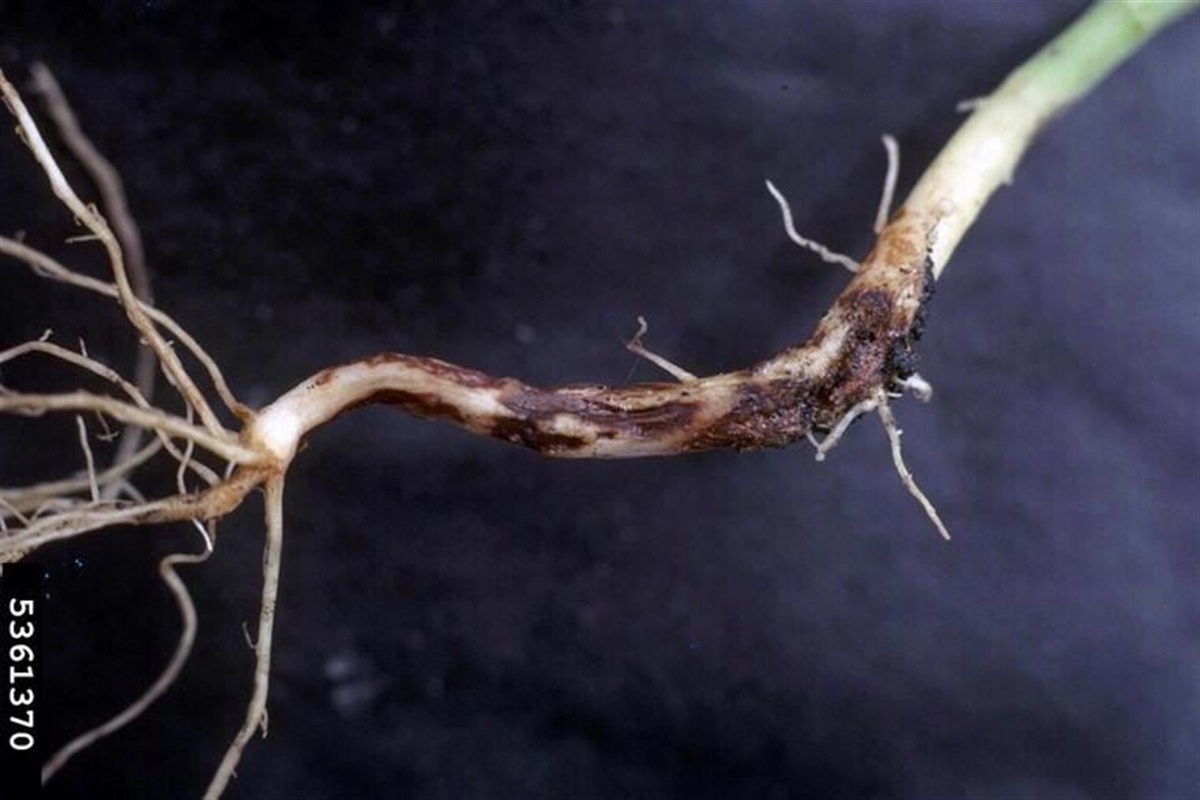 Controle (manejo integrado) da podridão radicular (Rhizoctonia solani) no  tomate