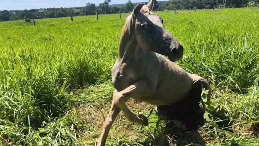 Surto de raiva em GO exige reforço na vacinação animal
