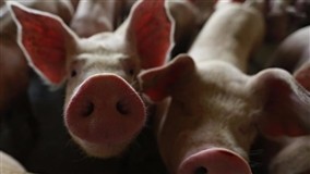 Consumo interno e exportações dão sustentação ao mercado de suínos