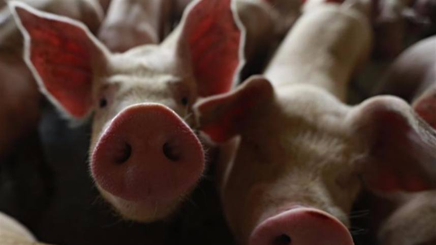 Dia de campo aborda tratamento de efluentes da suinocultura