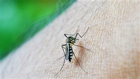 Em meio à pandemia do novo coronavírus, casos de dengue ultrapassam a 500 mil