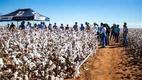Cultivares de algodão chegam a 468 @/ha 