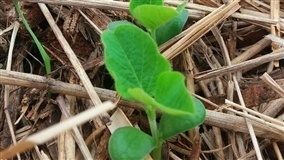 Centro de pesquisas vai focar em soluções de plantio e fertilização