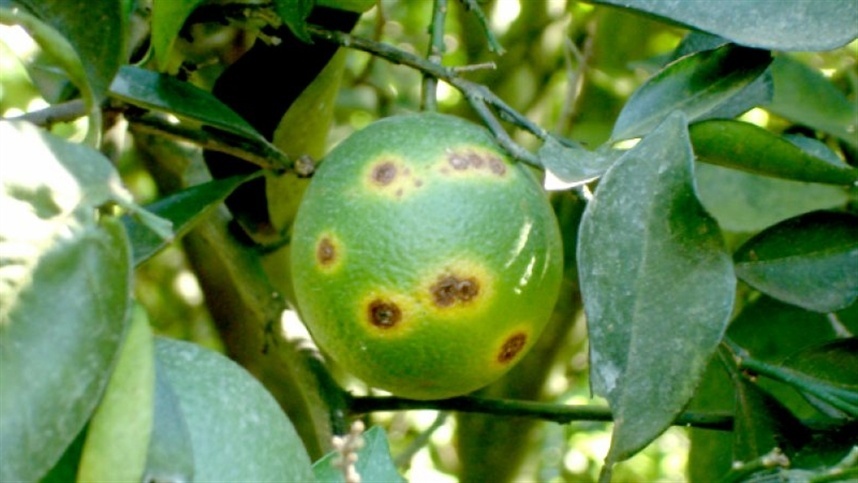 Greening ameaça produção de laranja e aumenta pressão