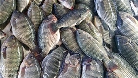 CNA discute medidas de desenvolvimento da aquicultura