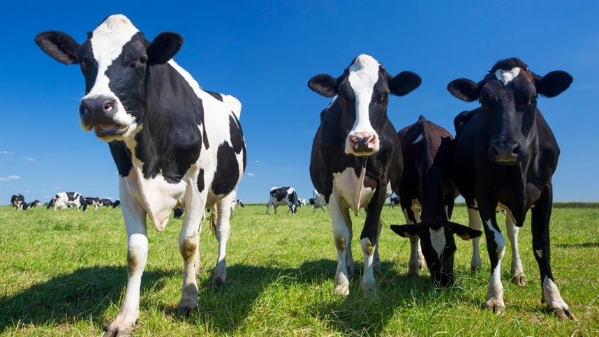 Quadriplicando a produção com vacas geneticamente melhoradas