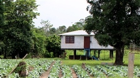 Água dita o ritmo da agricultura no Amazonas
