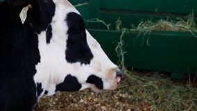 Free Stall, Compost Barn ou pasto?