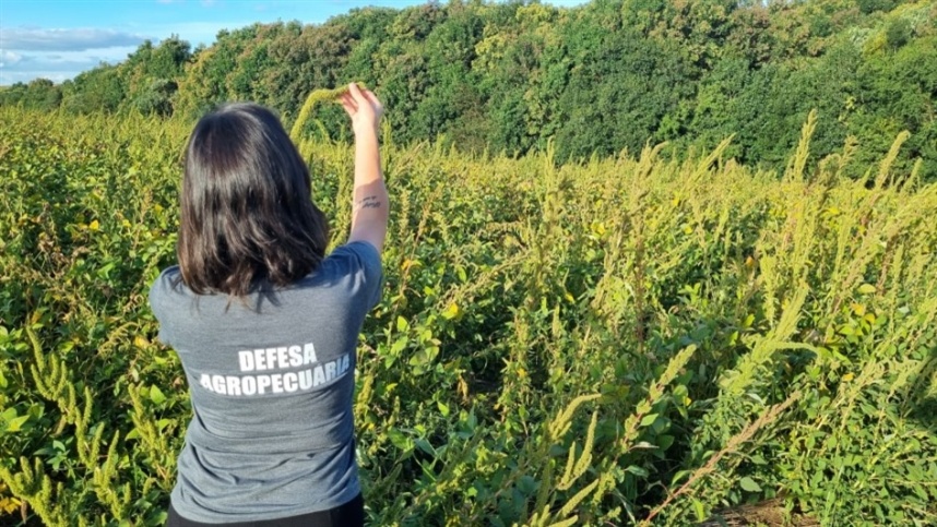 Caruru resistente preocupa produtores gaúchos