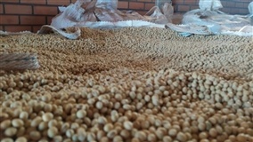 Apreendidas 450 ton de semente de soja pirata