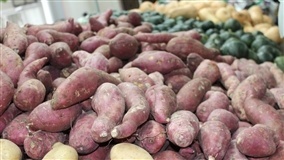 Secar batata-doce em estufa preserva melhor composto antioxidante