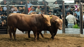 Ciclo da pecuária pode impulsionar remates na Farm Show