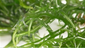 Kappaphycus alvarezzi