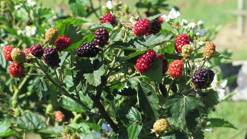 Nova cultivar de amora-preta promete sabor mais doce