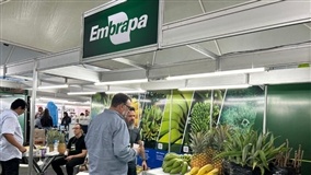 Embrapa Fruticultura